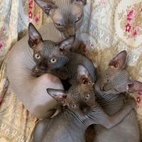 Piccoli Sphynx a Ceriale (SV)