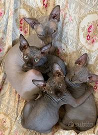 Piccoli Sphynx a Ceriale (SV)