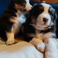 Australian shepherd