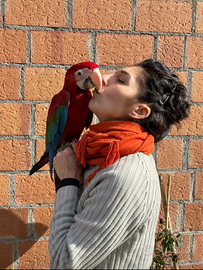 Ara chloroptera baby