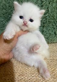 Gattino persiano