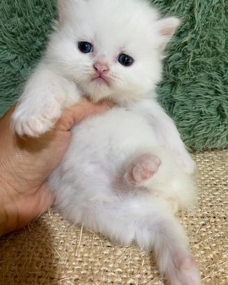 Gattino persiano