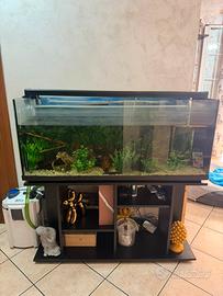 Acquario