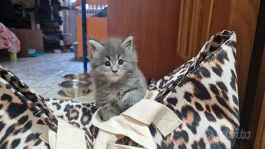 Maine coon