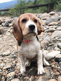 Cucciola di Beagle con pedigree ENCI