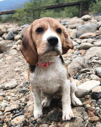 Cucciola di Beagle con pedigree ENCI