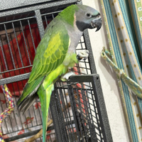 Parrocchetto di Derby