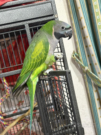 Parrocchetto di Derby