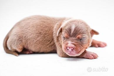 American pitbull terrier