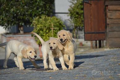Cuccioli Golden Retriever
