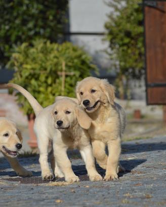 Cuccioli Golden Retriever