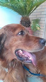 Accoppiamento golden