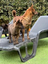 Cuccioli cane KAI KEN con pedegree