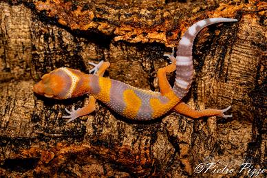 Geco leopardino