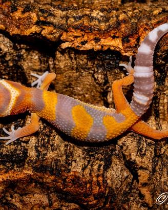 Geco leopardino