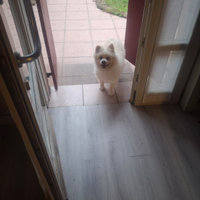 Volpino di Pomerania