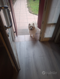 Volpino di Pomerania