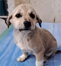 Due piccine di 3 mesi