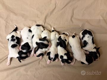 Cani Springer Spaniel