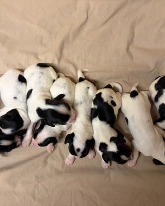 Cani Springer Spaniel
