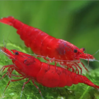 Gamberetti ornamentali acquario