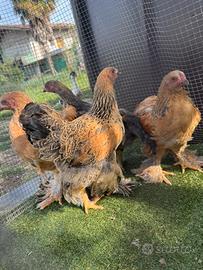 Pulcini Brahma + Anatra muta