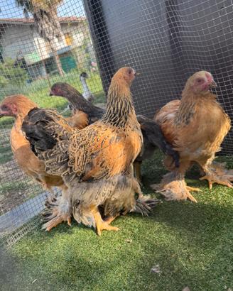 Pulcini Brahma + Anatra muta