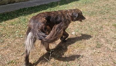 Canina in adozione