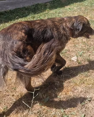 Canina in adozione