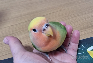 Inseparabile allevati a mano e SESSATI