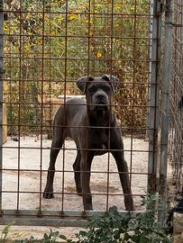 Cucciola di cane corso