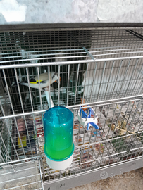 Cardellini agada maior