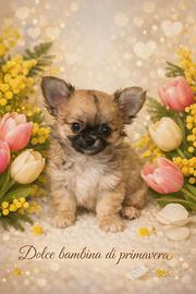 Chihuahua pelo lungo femminuccia