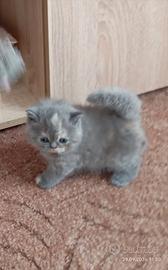 IN PRENOTAZIONE BRITISH SHORTHAIR CUCCIOLI 