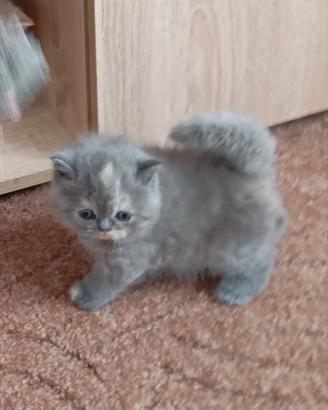 IN PRENOTAZIONE BRITISH SHORTHAIR CUCCIOLI 