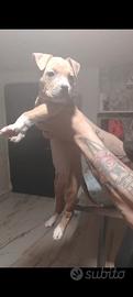 Pitbull