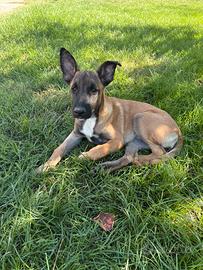 Cagnolina 3 mesi Malinois e pitbull