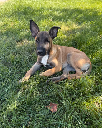 Cagnolina 3 mesi Malinois e pitbull