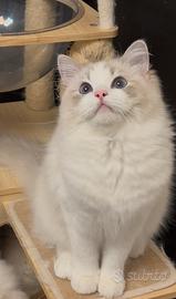 Cucciola ragdoll