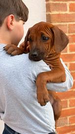 Cuccioli di razza Rhodesian Ridgeback