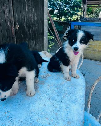 Ultimo cucciolo border collie