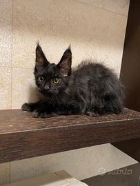 Cuccioli Mainecoon