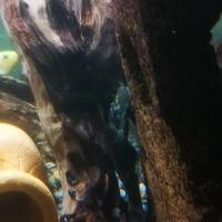 2 pulitori ancistrus