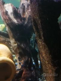 2 pulitori ancistrus