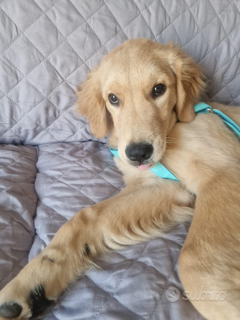 Cuccioli di Golden Retriever con pedigree maschio Animali In vendita