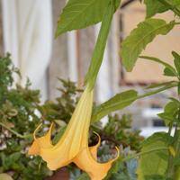 Pianta Brugmansia arancione Trombone degli Angeli