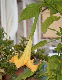 Pianta Brugmansia arancione Trombone degli Angeli