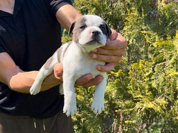 Staffordshire bull terrier