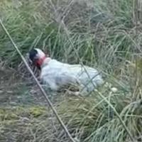 Setter Inglese Fortissimo Su Beccacce