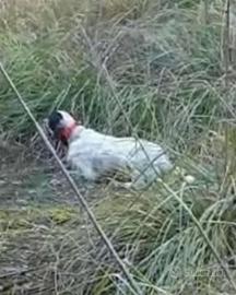 Setter Inglese Fortissimo Su Beccacce